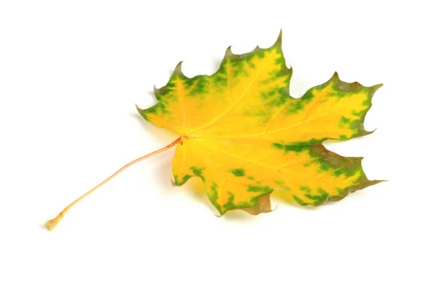 Yellow Maple Leaf Isolated on White Background — Stock Photo, Image