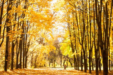 Renkli ve sisli sonbahar park