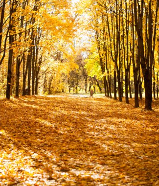 Renkli ve sisli sonbahar park