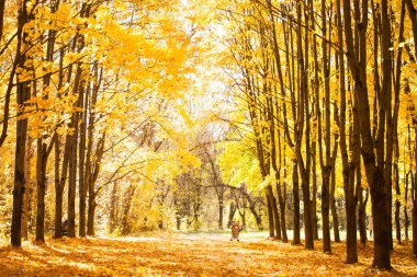 Renkli ve sisli sonbahar park