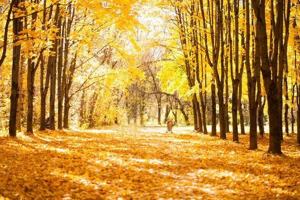 Parc Automne Coloré Brumeux — Photo