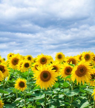 Ayçiçeği alanı mavi bir gökyüzü