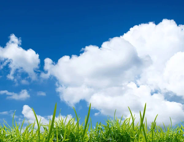 青い空と白い雲の背景に緑の芝生の境界線 — ストック写真