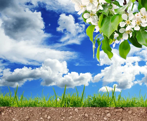 Зелена Квітуча Гілка Дерева Трава Землі Сонячний Весняний День — стокове фото