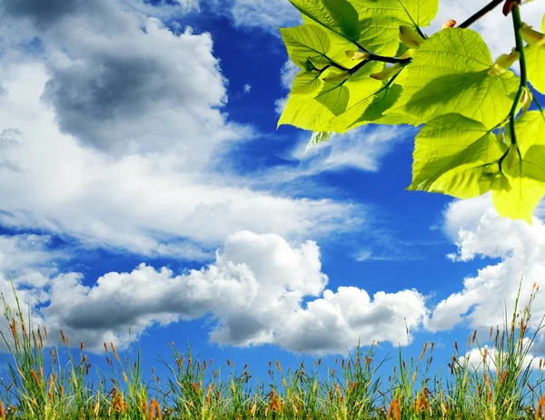 Branch Green Leaves Green Grass Background Blue Sky White Clouds — Stock Photo, Image
