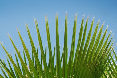 Yakın çekim yeşil saw palmetto yaprakları karşı açık mavi gökyüzü