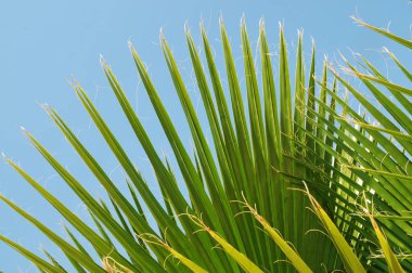 Yakın çekim yeşil saw palmetto yaprakları karşı açık mavi gökyüzü