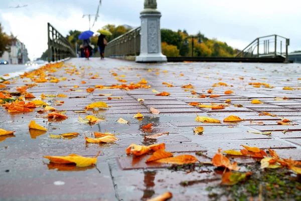 Close Pavimento Molhado Após Chuva Com Folhas Amarelas Caídas Cidade — Fotografia de Stock