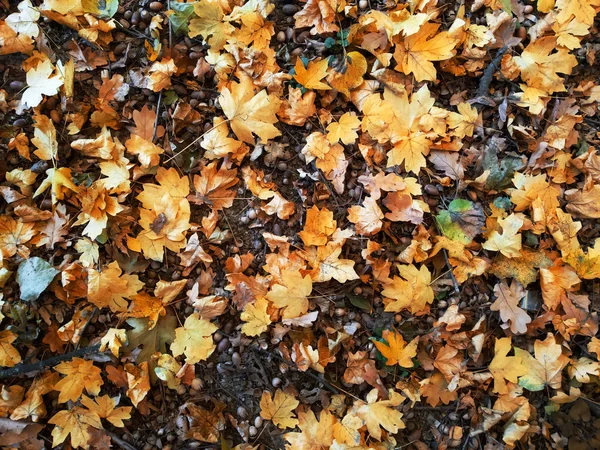 Gefallene Gelbe Eichen Und Ahornblätter Mit Eicheln Auf Geerdetem Herbsthintergrund — Stockfoto