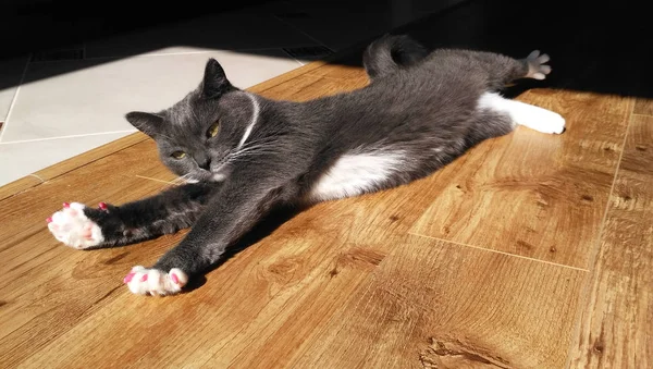 在阳光下地板上的灰猫 — 图库照片