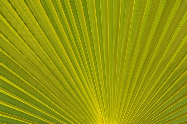 Close Liść Paproci Lub Palmy Sabałowej Zielony — Zdjęcie stockowe