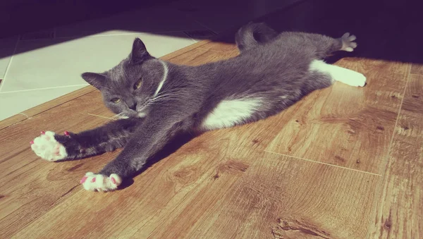 太陽光で床に灰色の猫 — ストック写真