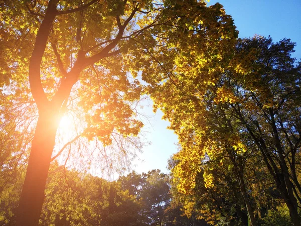 Bomen Met Gele Bladeren Herfst Bos Met Blauwe Lucht Zonlicht — Stockfoto
