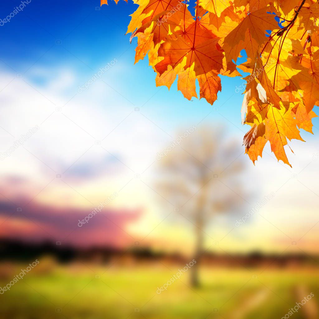 Colorful foliage in autumn park