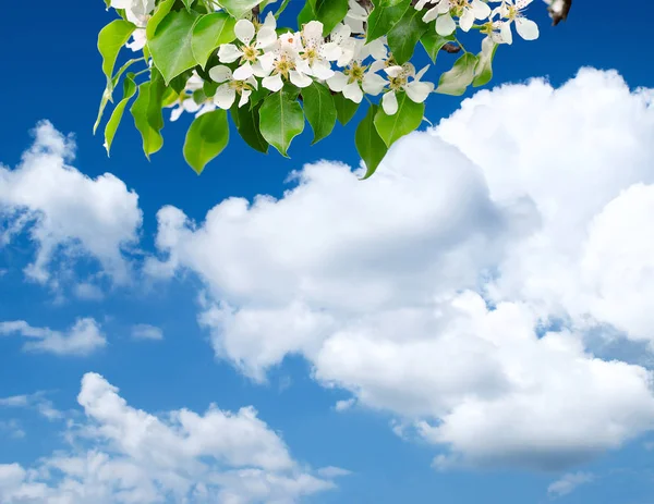 Mavi Gökyüzü Arka Plan Beyaz Bulutlar Ile Beyaz Çiçekler Sınırında — Stok fotoğraf