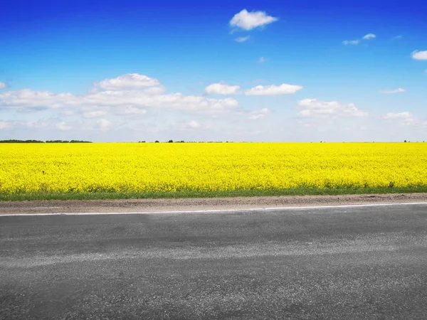 Field Bright Yellow Rapeseed Asphalt Road Blue Sky — Stock Photo, Image