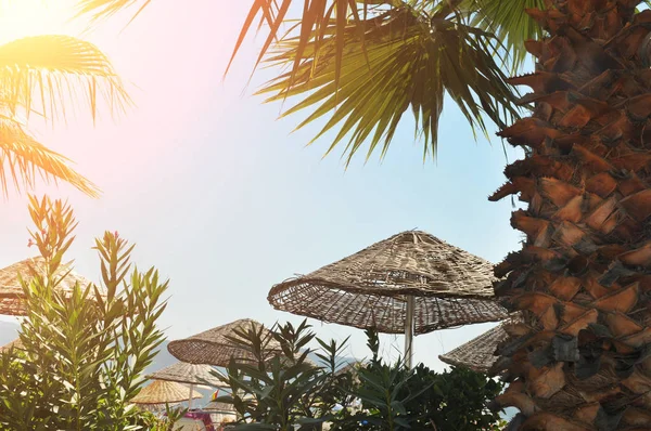 太陽の光と青空のヤシの木とわらのビーチ パラソル — ストック写真