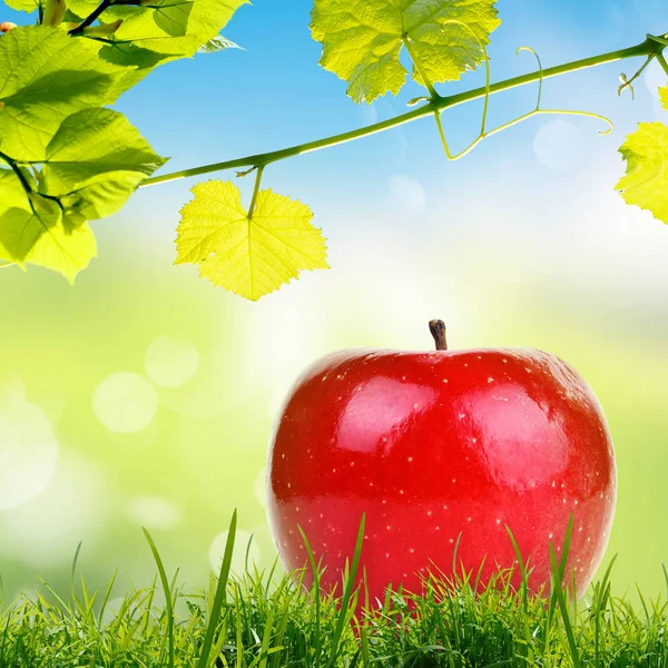 Yaprakları ve güneş ışığı ile bulanık yeşil ve mavi doğa arka plan ile dalları altında yeşil çim üzerinde kırmızı elma