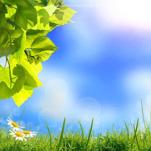 绿叶与草和雏菊花对模糊的蓝天和云背景与阳光 — 图库照片