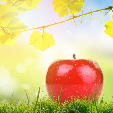 Yaprakları ve güneş ışığı ile bulanık yeşil ve mavi doğa arka plan ile dalları altında yeşil çim üzerinde kırmızı elma