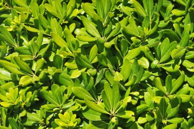 Yeşil çalıların yakın çekim arka plan bırakır