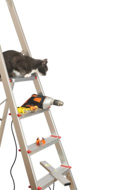 Metal ladder with grey cat, orange drill, screwdriver, pliers and bubble level tools isolated on white background clipart