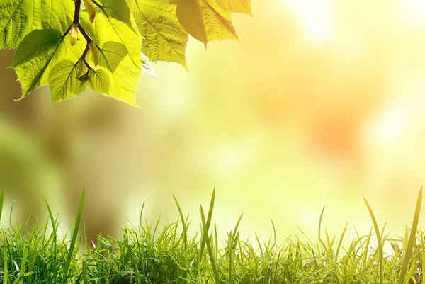 Folhas Verdes Com Grama Contra Fundo Natureza Turva Com Luz — Fotografia de Stock