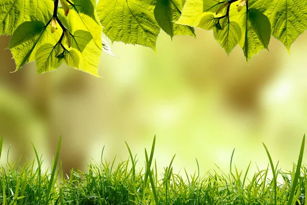 Groene Bladeren Met Gras Tegen Vervaagde Natuur Achtergrond — Stockfoto