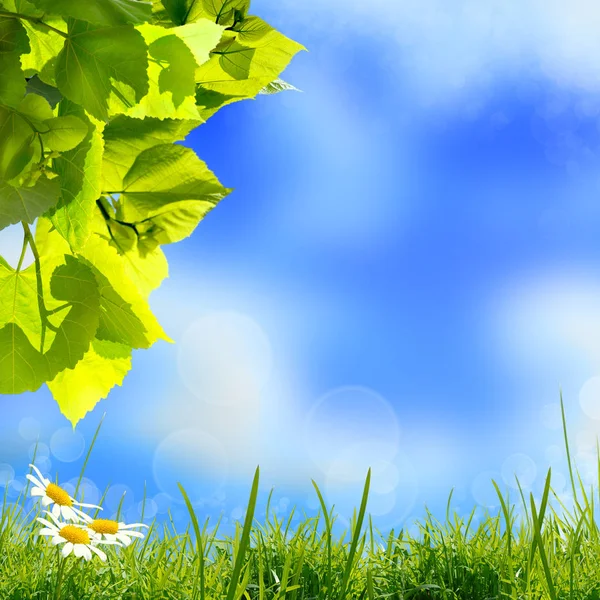 Löv med gräs och daisy blommor mot suddig himmel bakgrun — Stockfoto