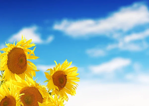 Gelbe Sonnenblumen Mit Grünem Feld Und Himmelshintergrund — Stockfoto