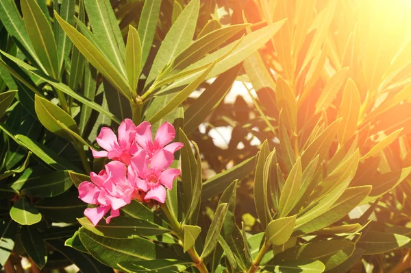 Pink Nerium Oleander Virágzó Zöld Ágak Levelek Napfény — Stock Fotó