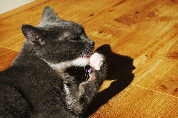 Bianco Grigio Gatto Leccare Zampe Sul Pavimento Legno — Foto Stock