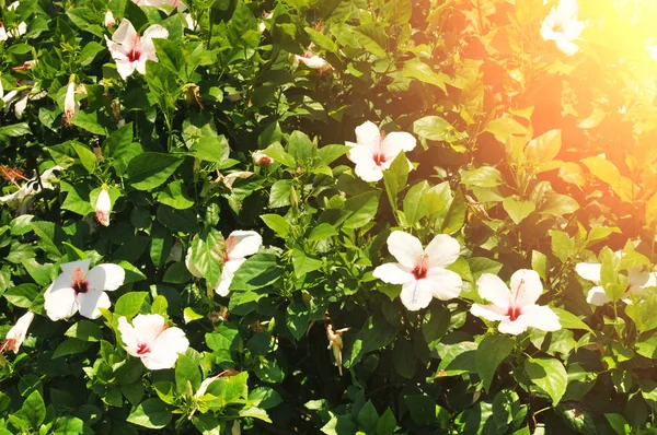 Primer Plano Flores Hibisco Blanco Con Hojas Verdes Luz Solar — Foto de Stock