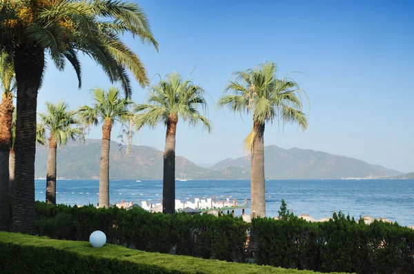 Hoge Palmbomen Met Groene Struiken Het Strand Met Zee Bergen — Stockfoto
