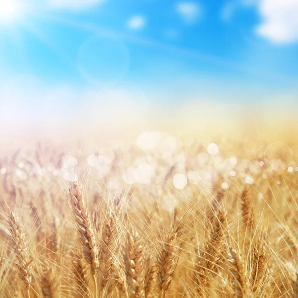 Close Field Golden Ripe Wheat Blue Sky Sunlight — Stock Photo, Image
