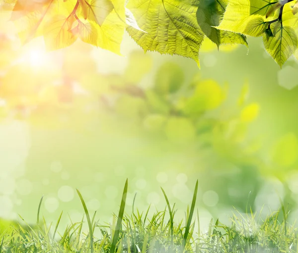 Grüne Blätter Und Gras Gegen Verschwommenen Frühling Natur Hintergrund Mit — Stockfoto