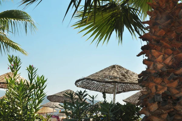 Sombrillas Paja Con Palmeras Contra Cielo — Foto de Stock