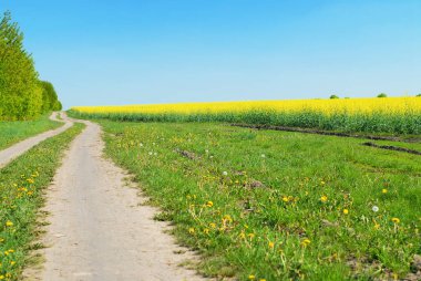 Yeşil çimen, orman ve mavi gökyüzüne karşı sarı kolza alanı ile Kir yol