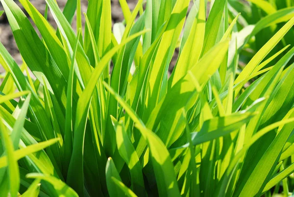 Close Green Long Grass Leaves Garden — Stock Photo, Image