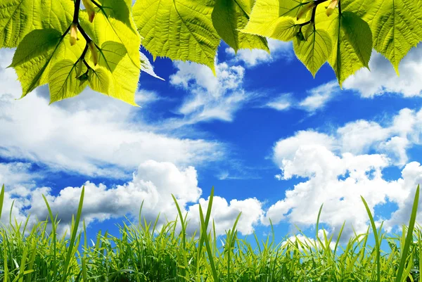 Beyaz Bulutlar Ile Mavi Gökyüzüne Karşı Çim Ile Yeşil Yaprakları — Stok fotoğraf