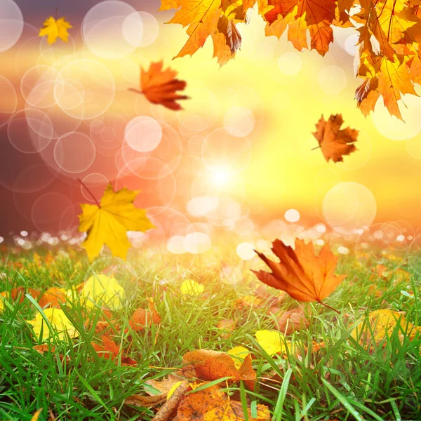 Autumn Park Maple Leaves Green Grass Blurred Background Bright Sunset — Stock Photo, Image