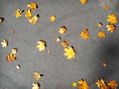 Düşen akçaağaç yaprakları gri asfalt zemin üzerine
