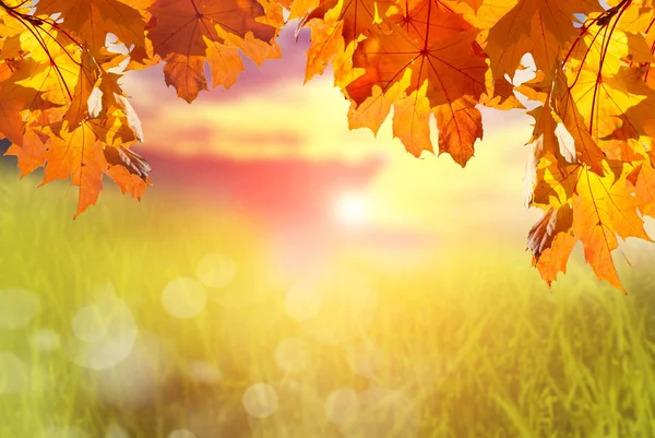 Branches with autumn maple leaves and blurred background with grass, sky and sunset.