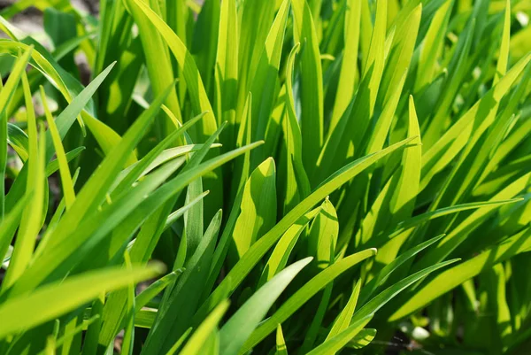 Close Green Long Grass Garden — Stock Photo, Image