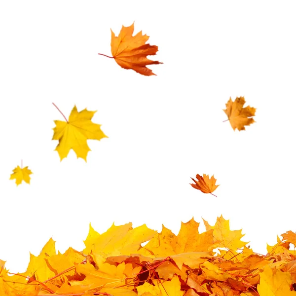 丰富多彩的树叶在秋天的公园 — 图库照片