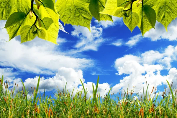 Groene Bladeren Met Groen Gras Tegen Blauwe Lucht Met Witte — Stockfoto