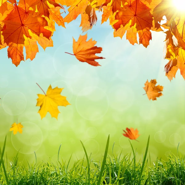 青と緑の色とりどりの背景と太陽の光で緑の芝生の上に落ちる黄色とオレンジの葉 — ストック写真