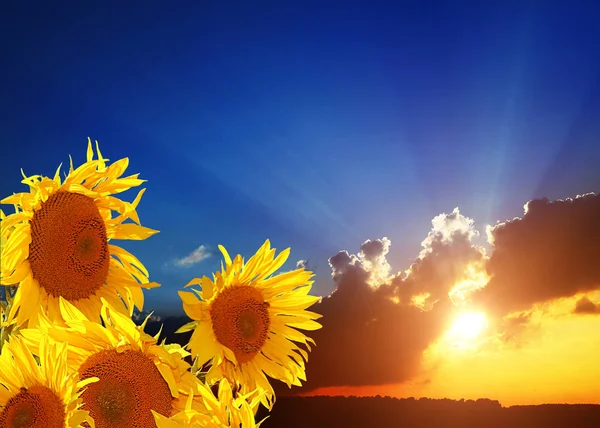 Gelbe Sonnenblumen Gegen Den Abendhimmel Mit Sonnenuntergang — Stockfoto