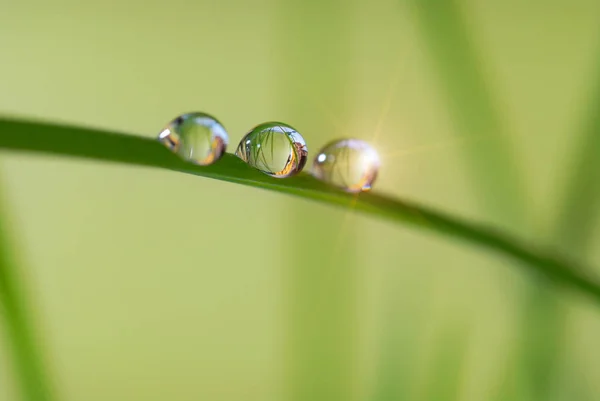 在绿草上的大滴晨露的特写 — 图库照片