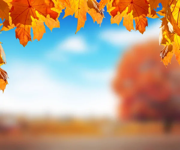 Maple leaves and blurred background with park against blue sky